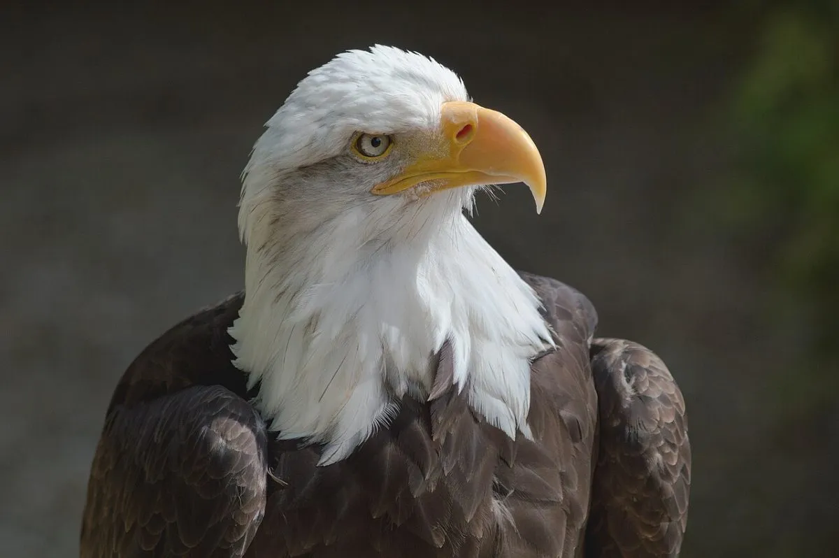 Hawk Conservancy Trust