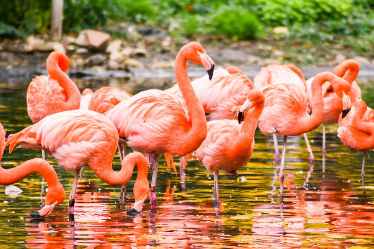 Birdland Park & Gardens