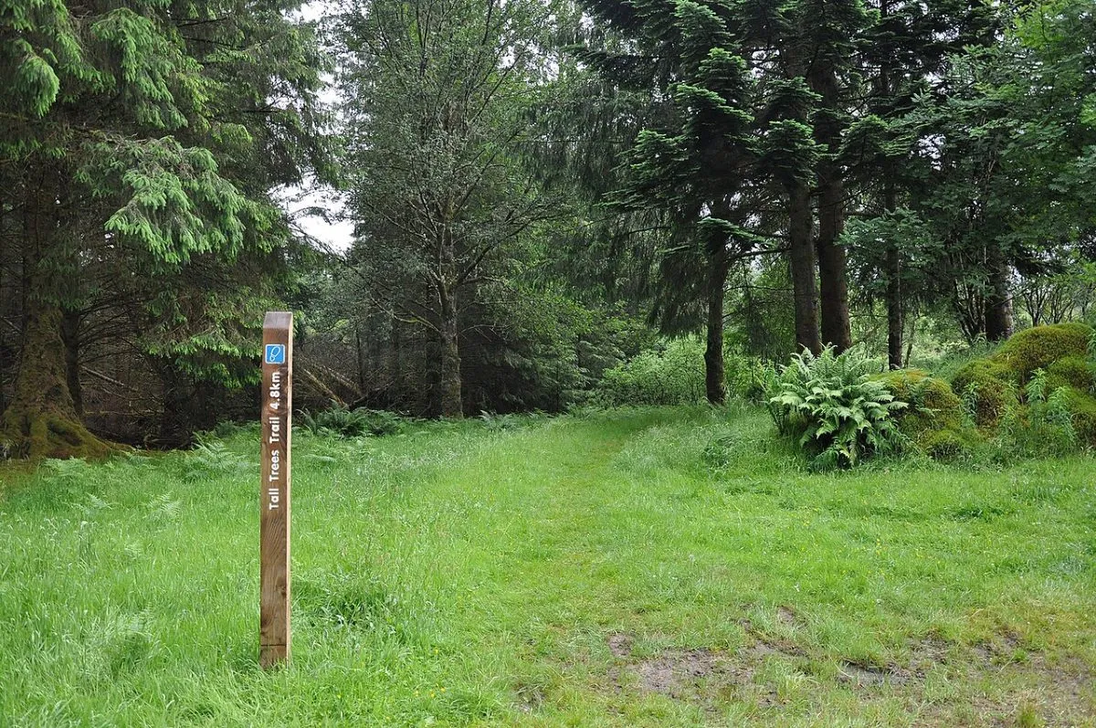 Rhinefield Ornamental Drive en de Tall Trees Trail