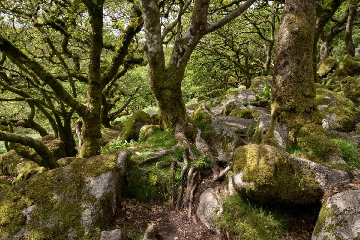 Wistman's Wood