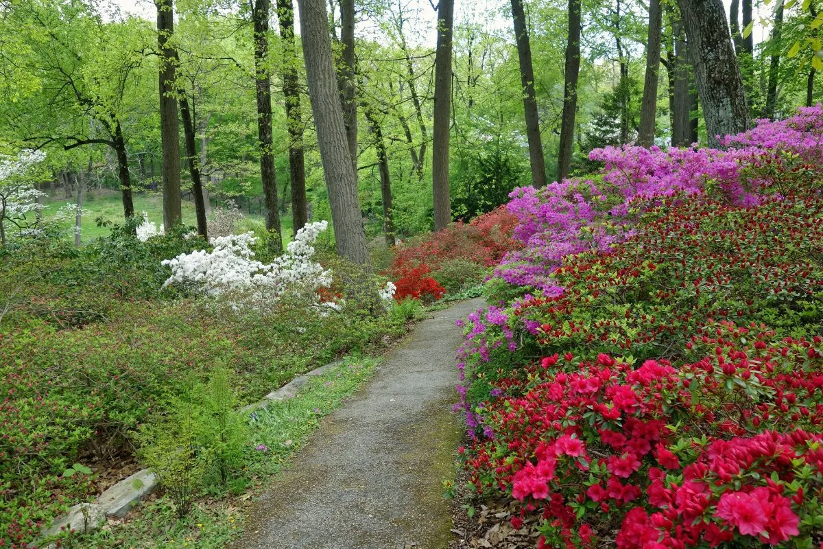Derby Arboretum