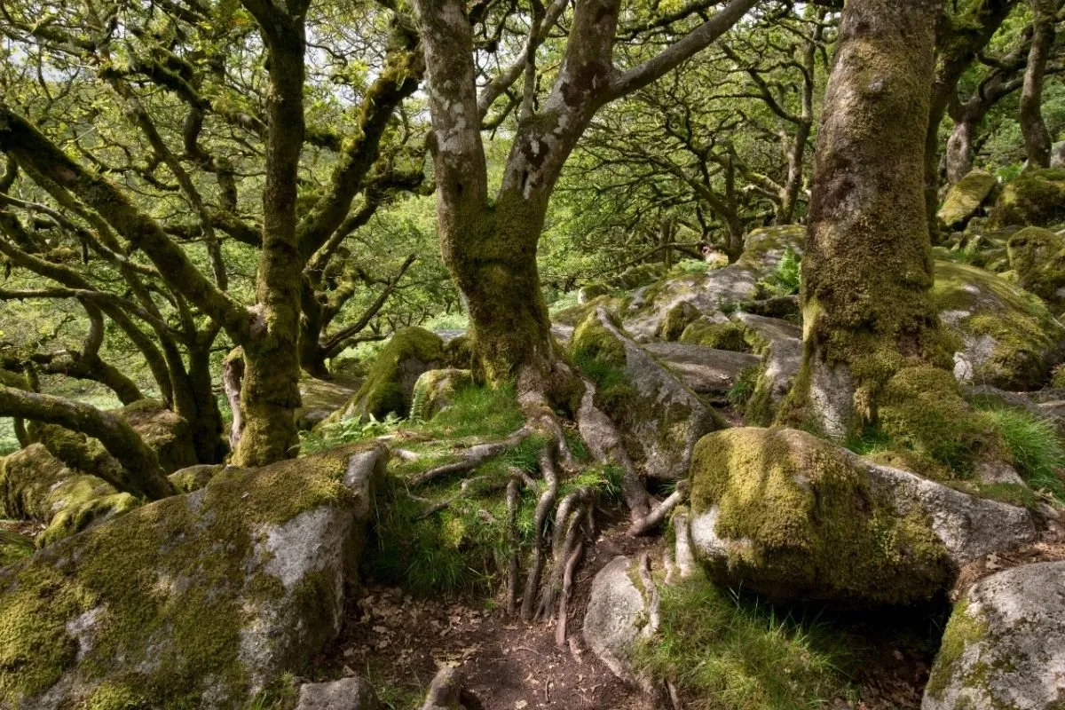 Wistman's Wood op Dartmoor: de lage, met mos begroeide eiken tussen de granietblokken.