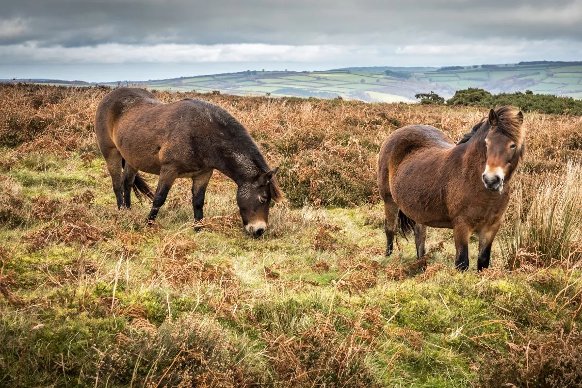 Exmoor