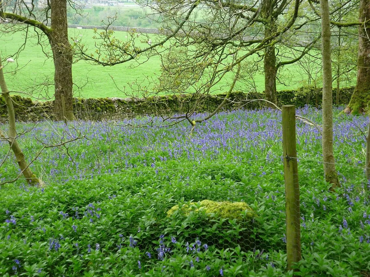 Grass Wood