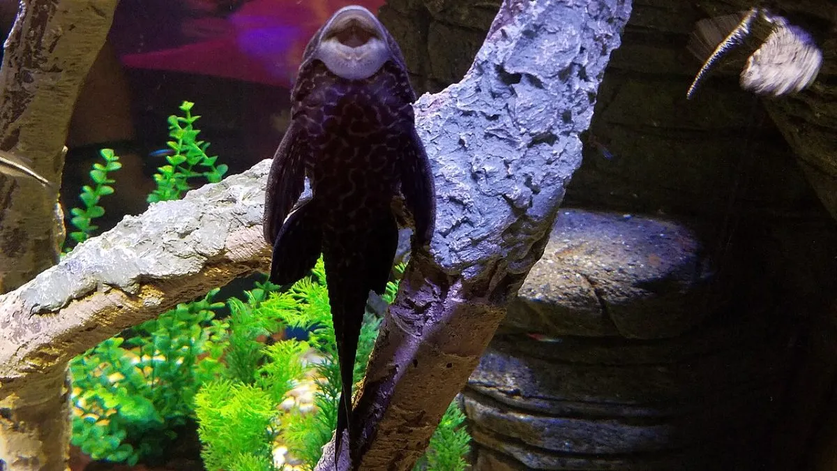 SEA LIFE Great Yarmouth