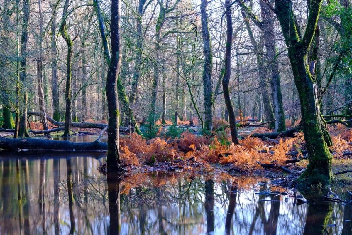 De Ornamental Drive bij Bolderwood, met de oude beuken over de weg heen gegroeid.