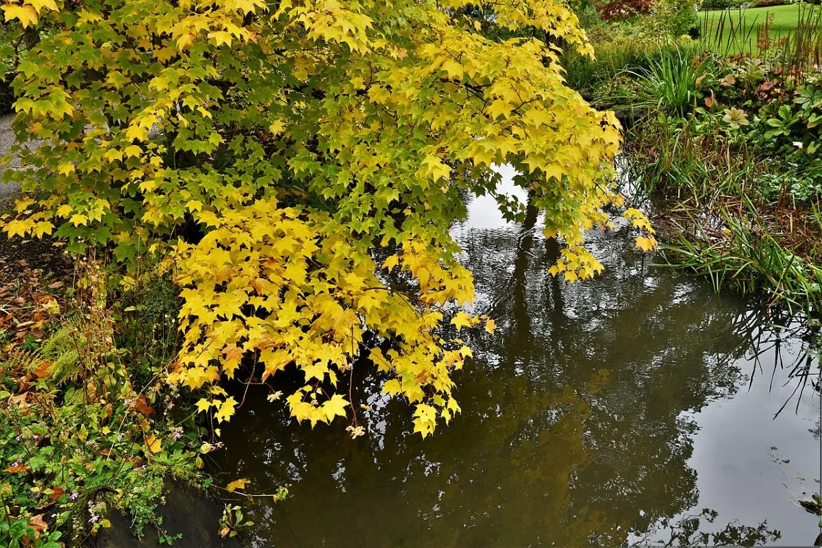 RHS Garden Harlow Carr