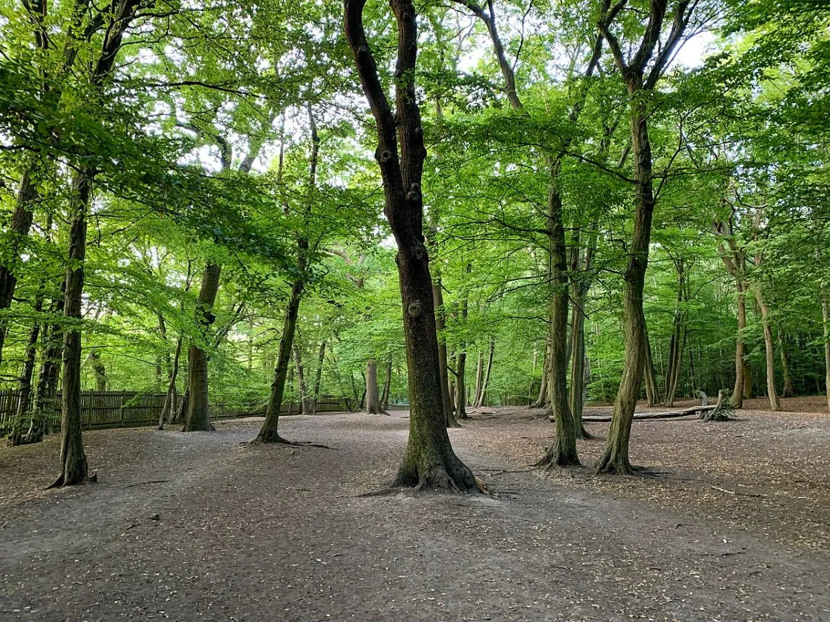 Highgate Wood