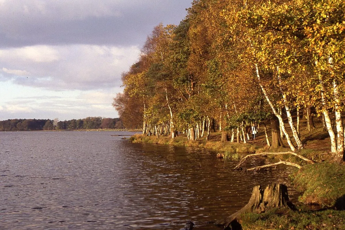 Rostherne Mere