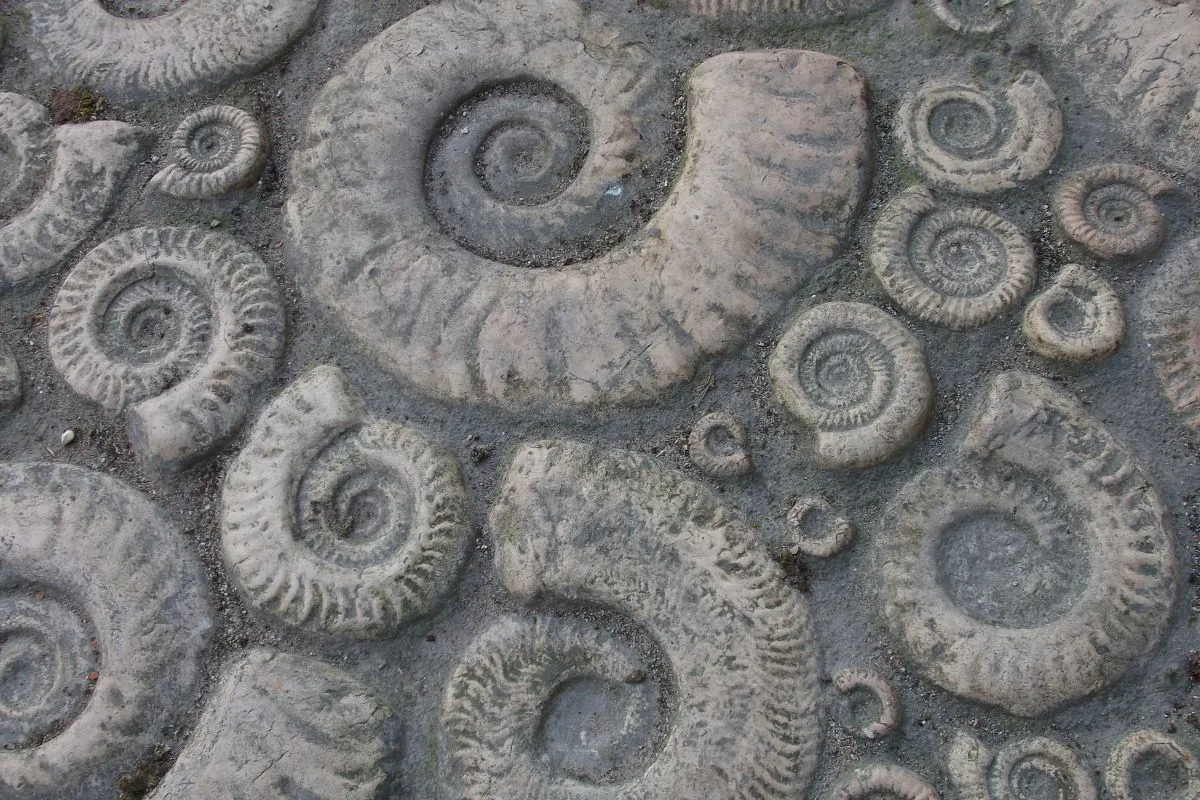 Een grote ammoniet die vastzit in het gesteente op het strand, zoals op Monmouth Beach, met golven eromheen.