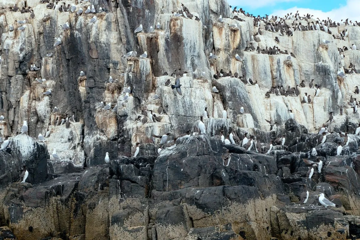 Papegaaiduikers op de rotsen van de Farne Islands, met de zee op de achtergrond.