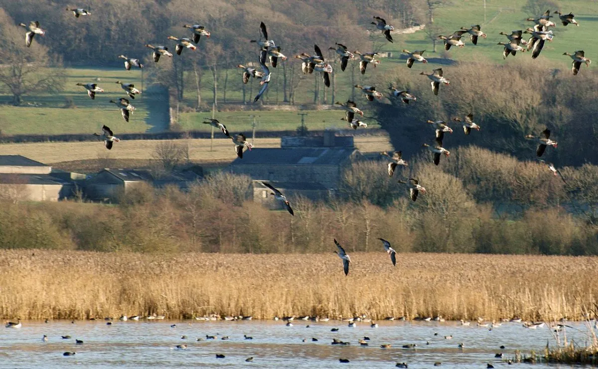 RSPB Leighton Moss
