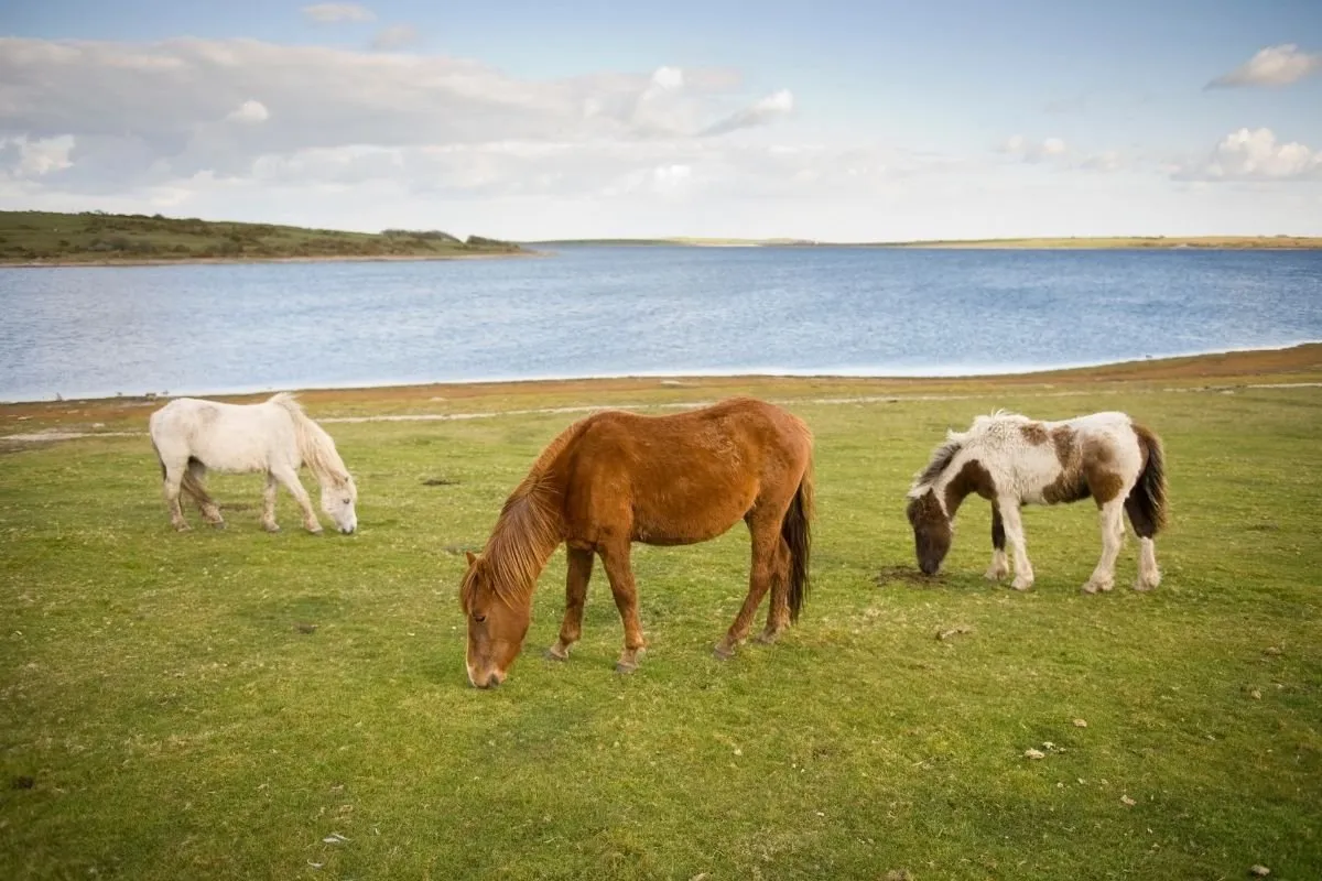 De granieten rotsen van een tor op Dartmoor, met wilde pony's op de heide eromheen.