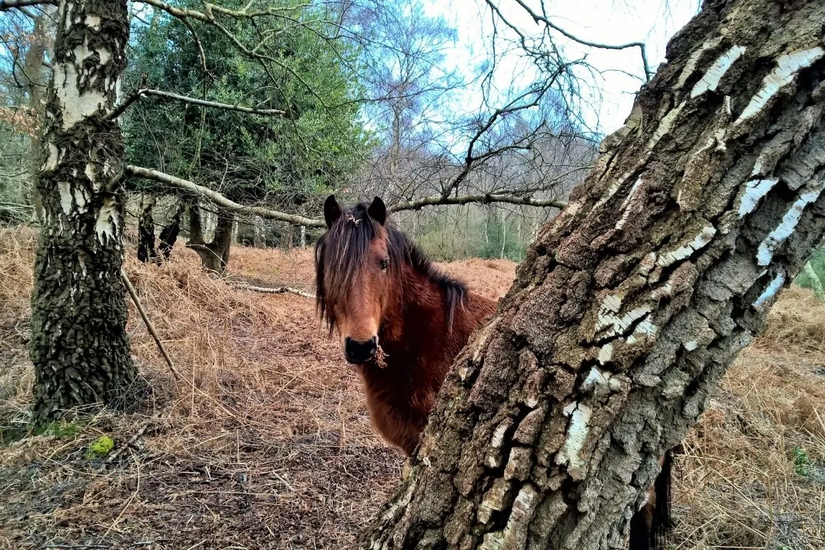 New Forest