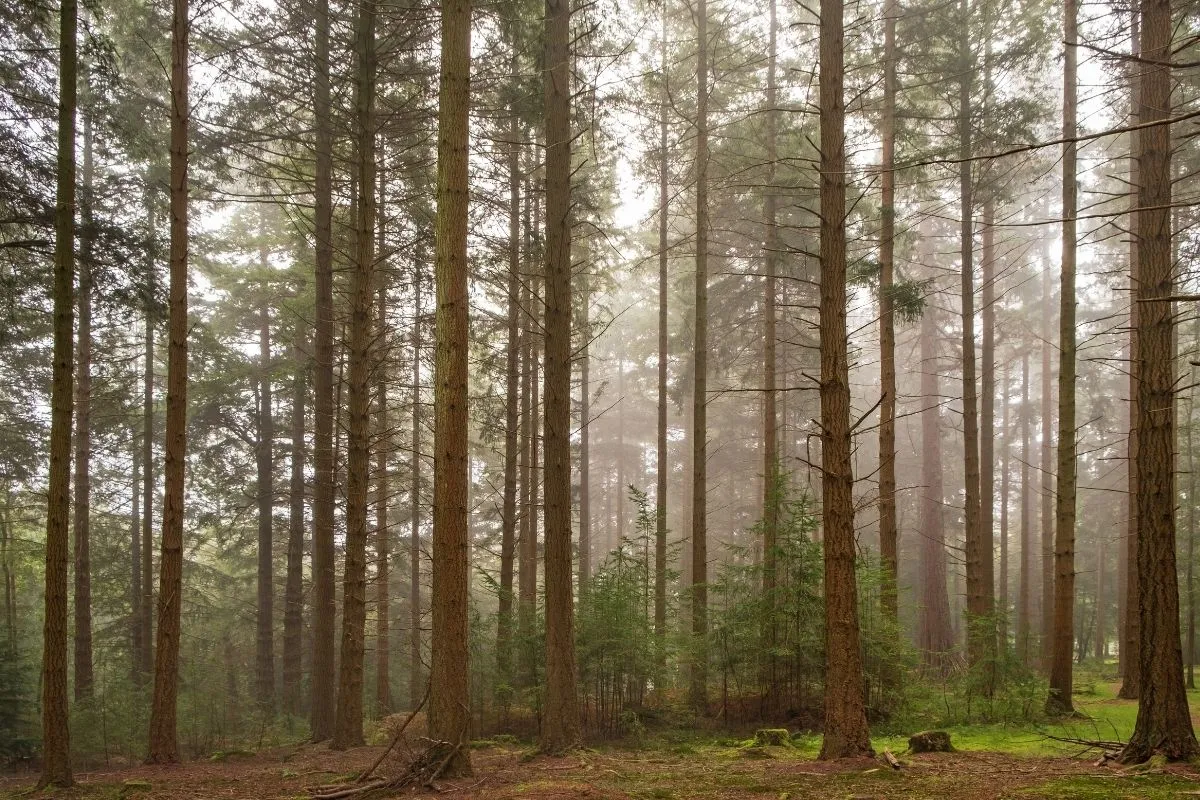 Bolderwood en de Ornamental Drive