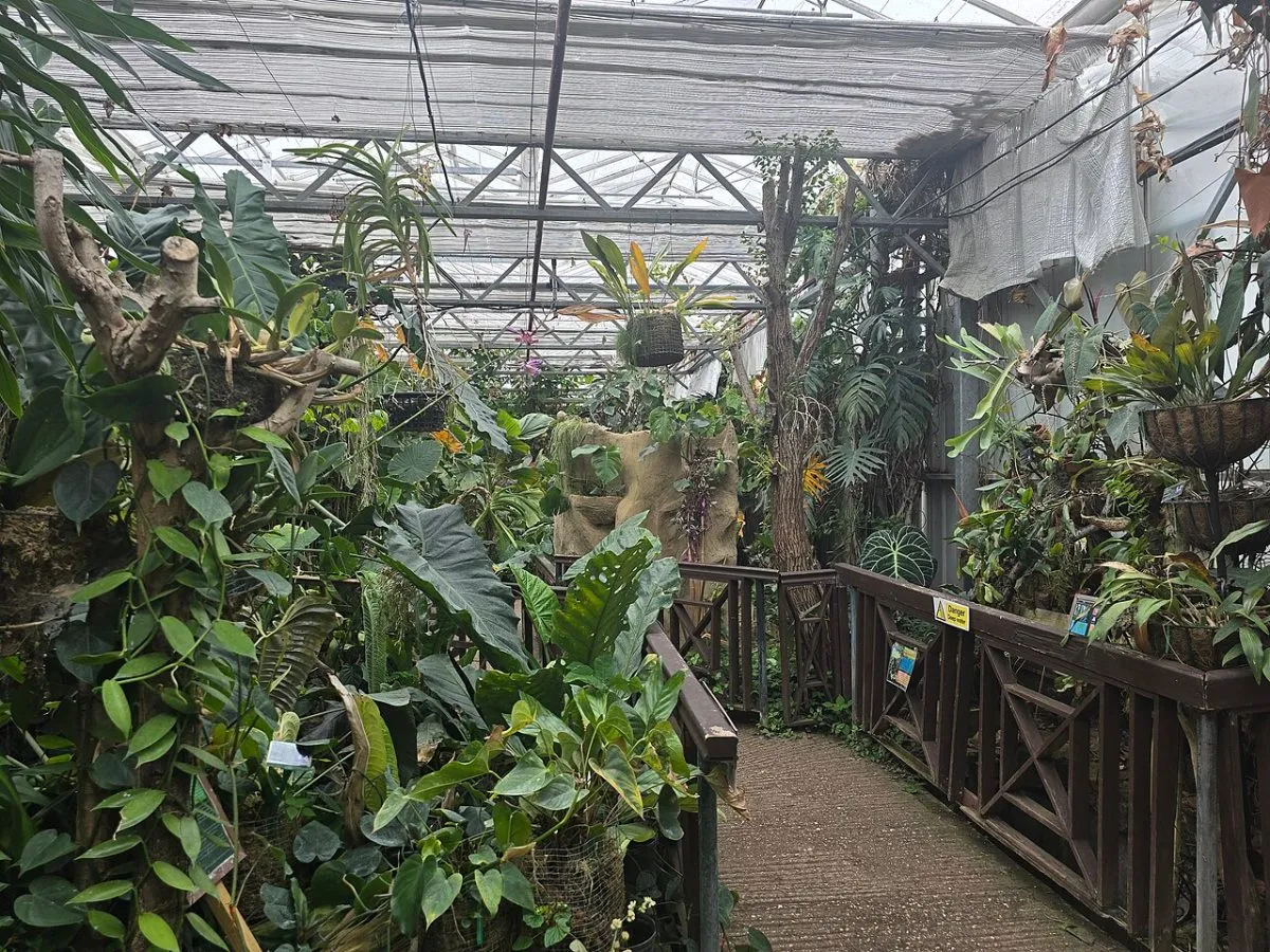 The Living Rainforest