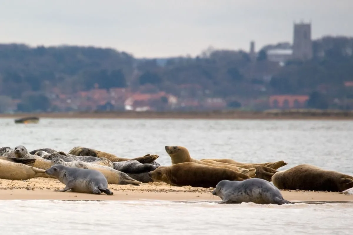 Zeehonden op de zandbank van Blakeney Point, gezien vanaf een boot, met een deel van de boot in beeld zodat de afstand duidelijk is.