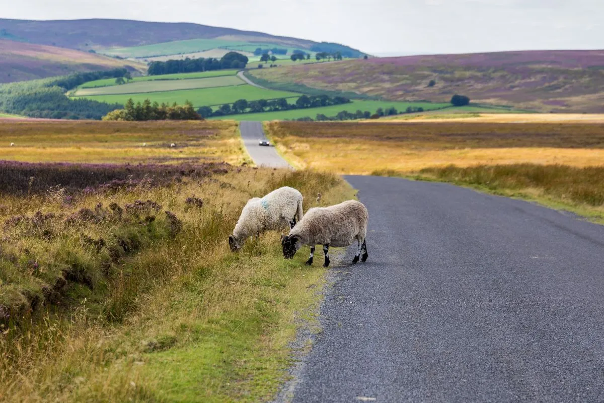 North York Moors