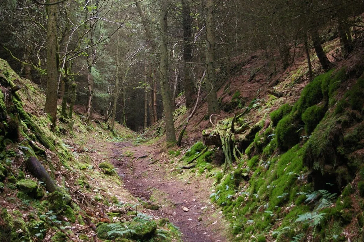 Dalby Forest