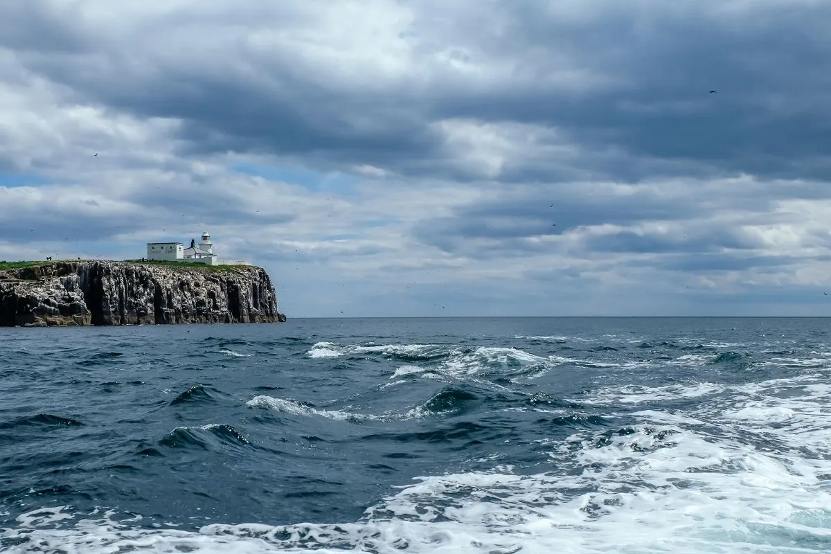 Papegaaiduikers op Inner Farne, dichtbij op het gras of op de rotsen, met eventueel de zee op de achtergrond.
