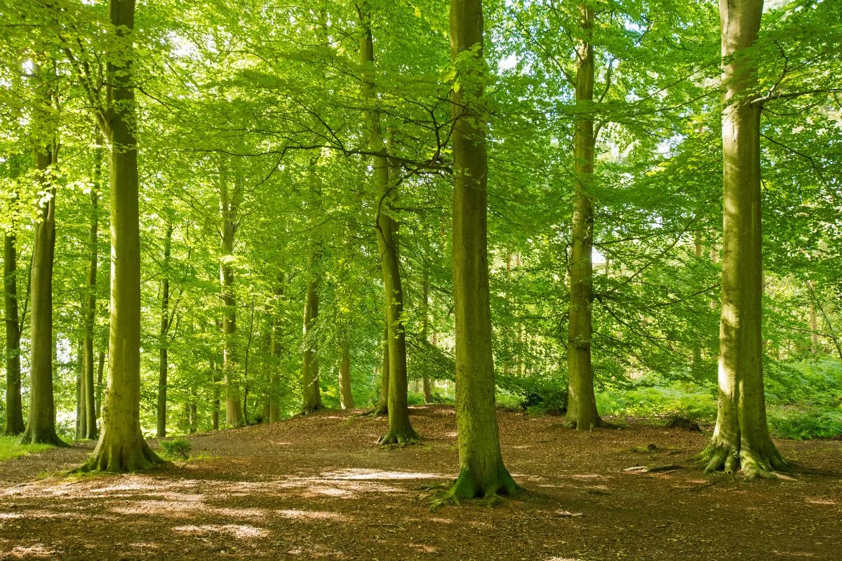 Sherwood Forest