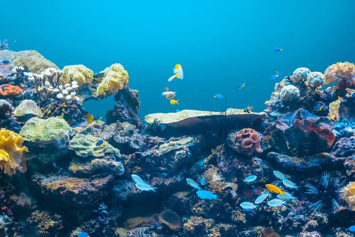 De Cobb en het Marine Aquarium