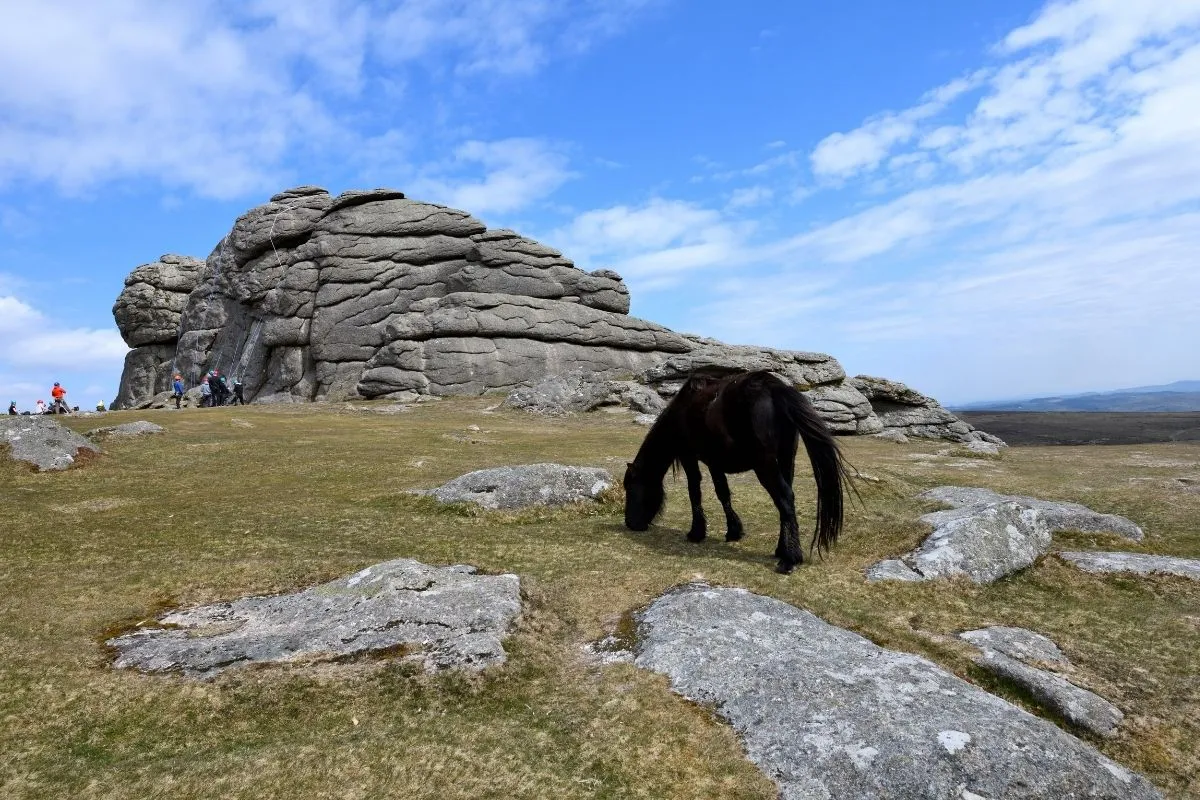 Het landschap bij Haytor met de granieten rotsformatie en de open heide eromheen, liefst met pony's klein in beeld voor de schaal.