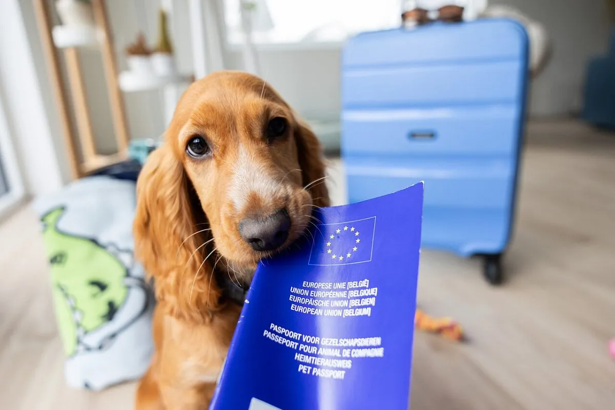Een EU-dierenpaspoort opengeslagen op de pagina met de rabiësvaccinatie en de stickers, met een pen ernaast. Van dichtbij, zodat de invulvelden te zien zijn.