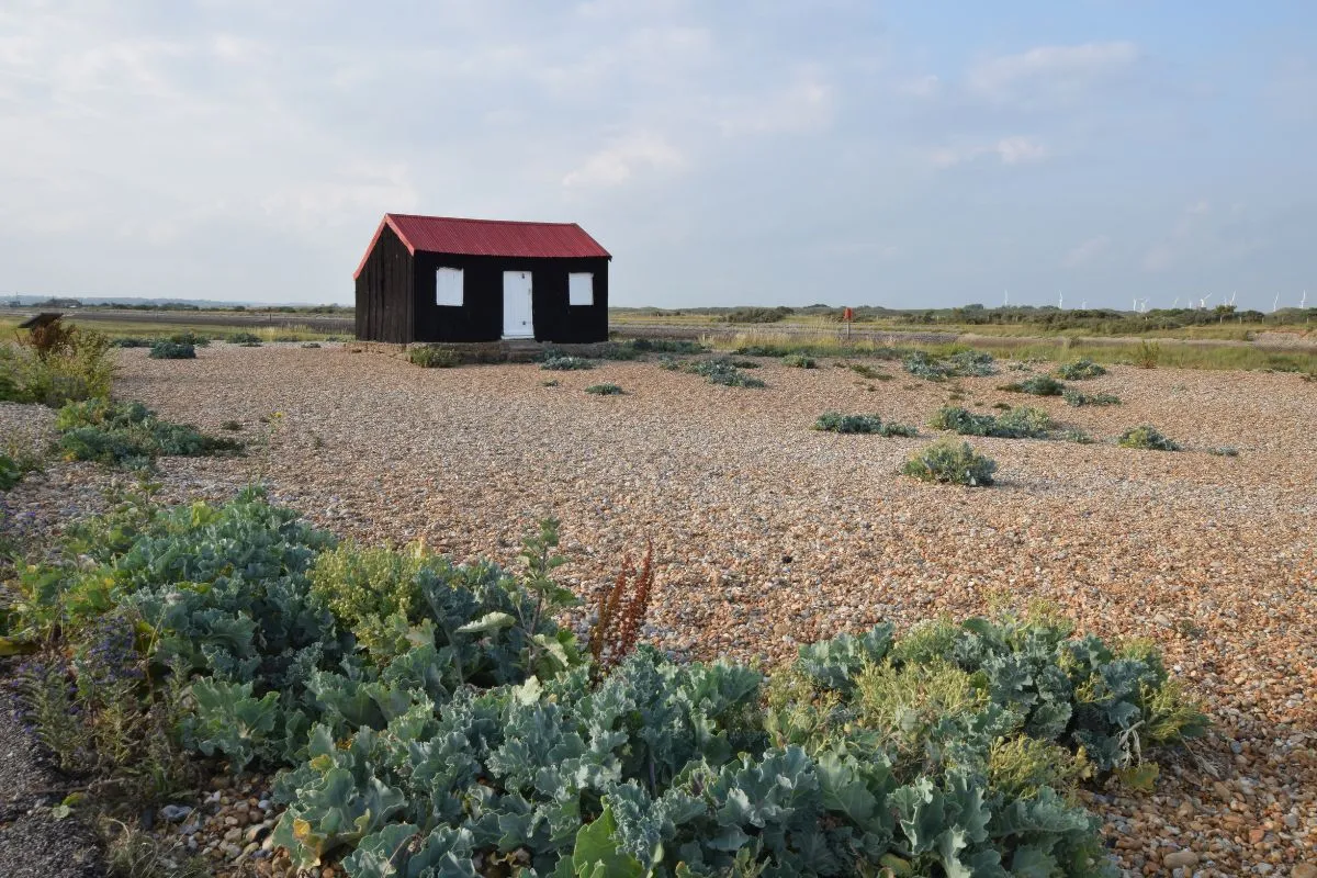 Rye Harbour Nature Reserve