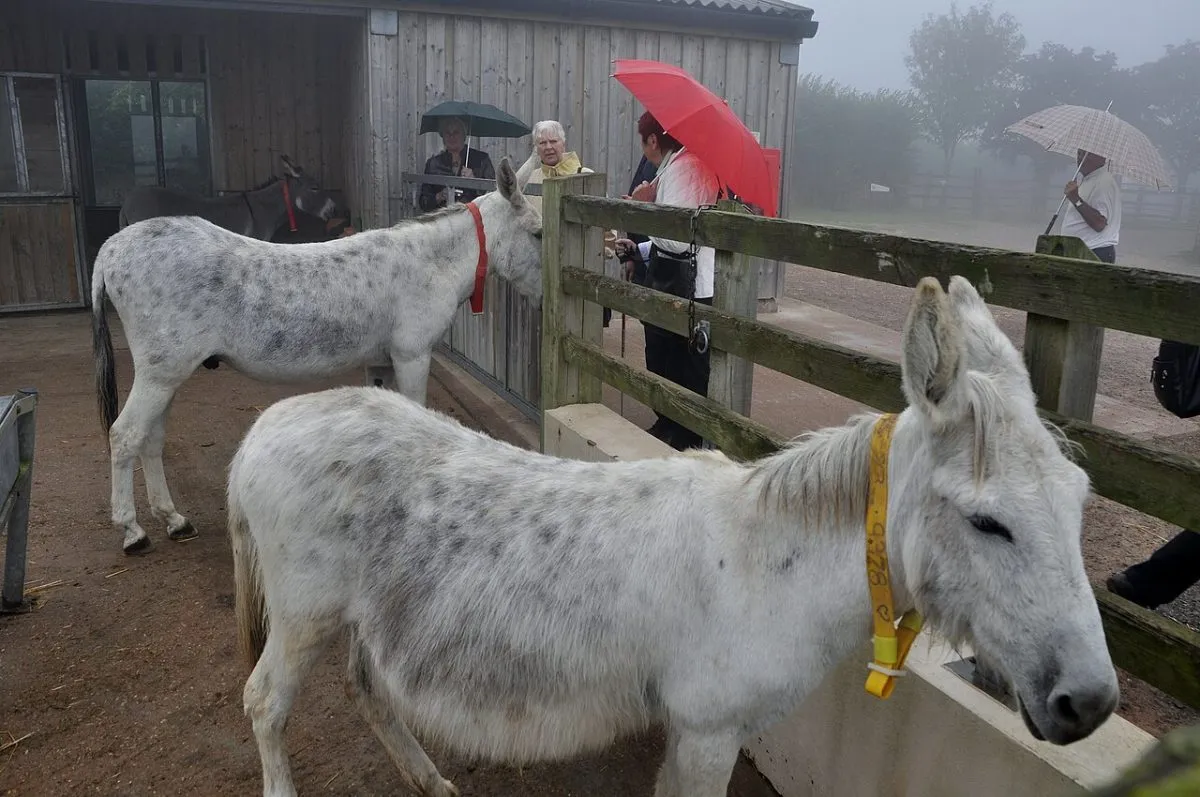 The Donkey Sanctuary