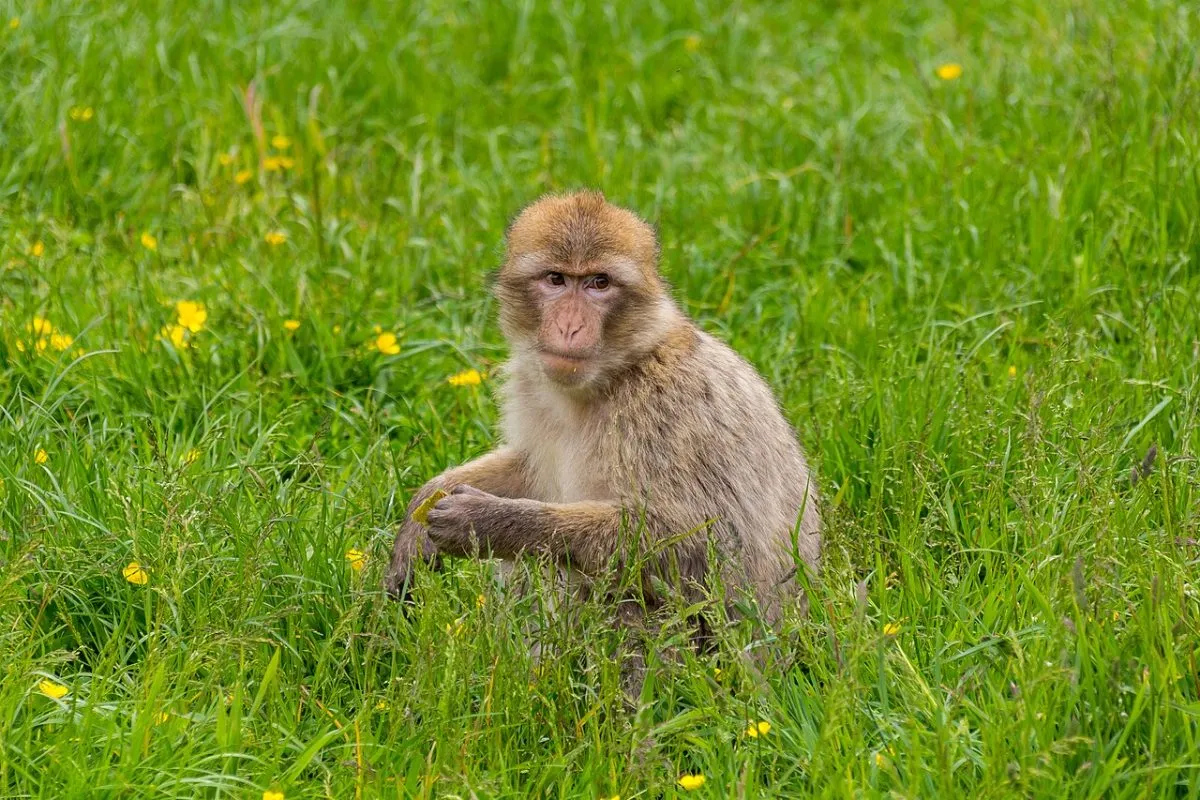 Trentham Monkey Forest
