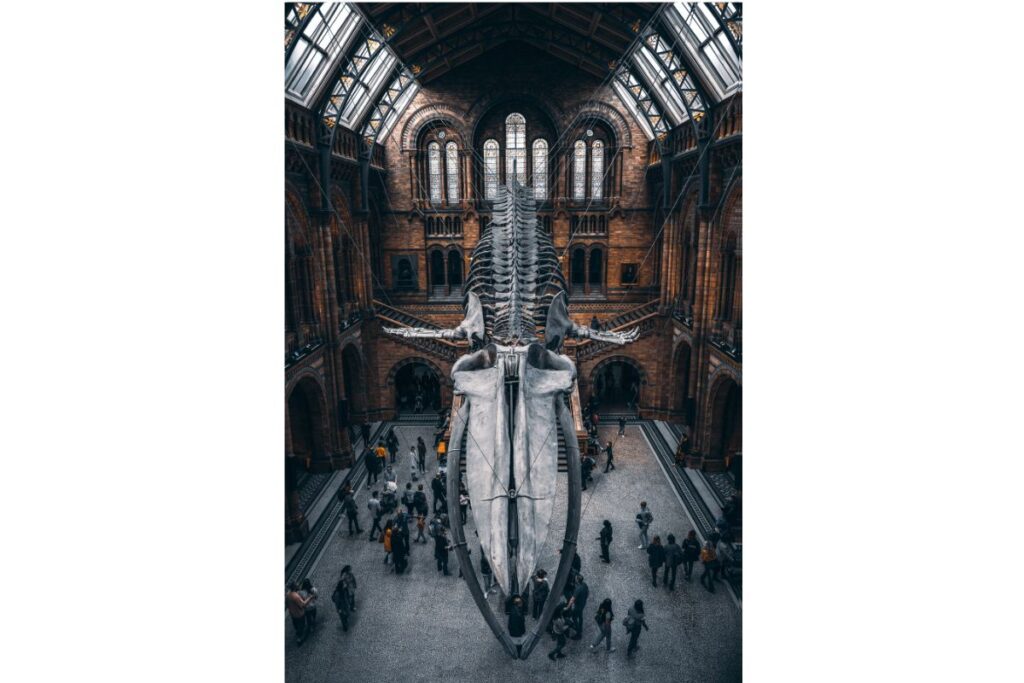 The Natural History Museum met de blauwe vinvis