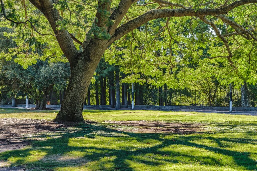 Hulne Park Alnwick