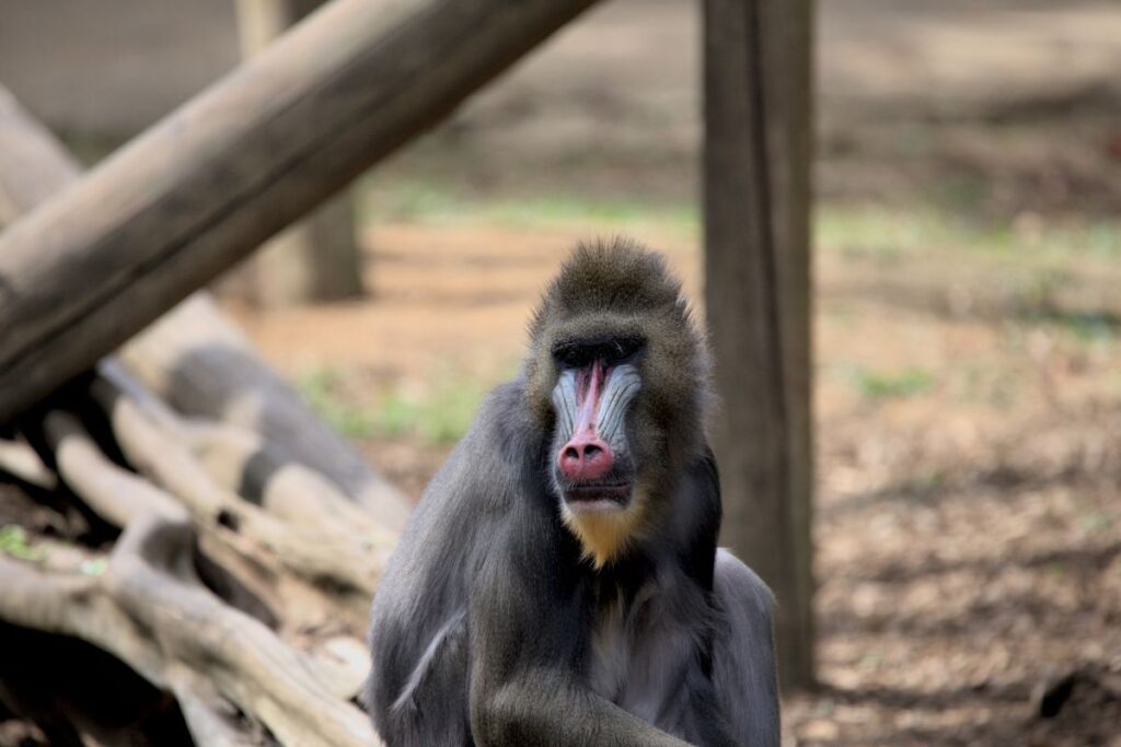 Mandrill aap in Colchester Zoo
