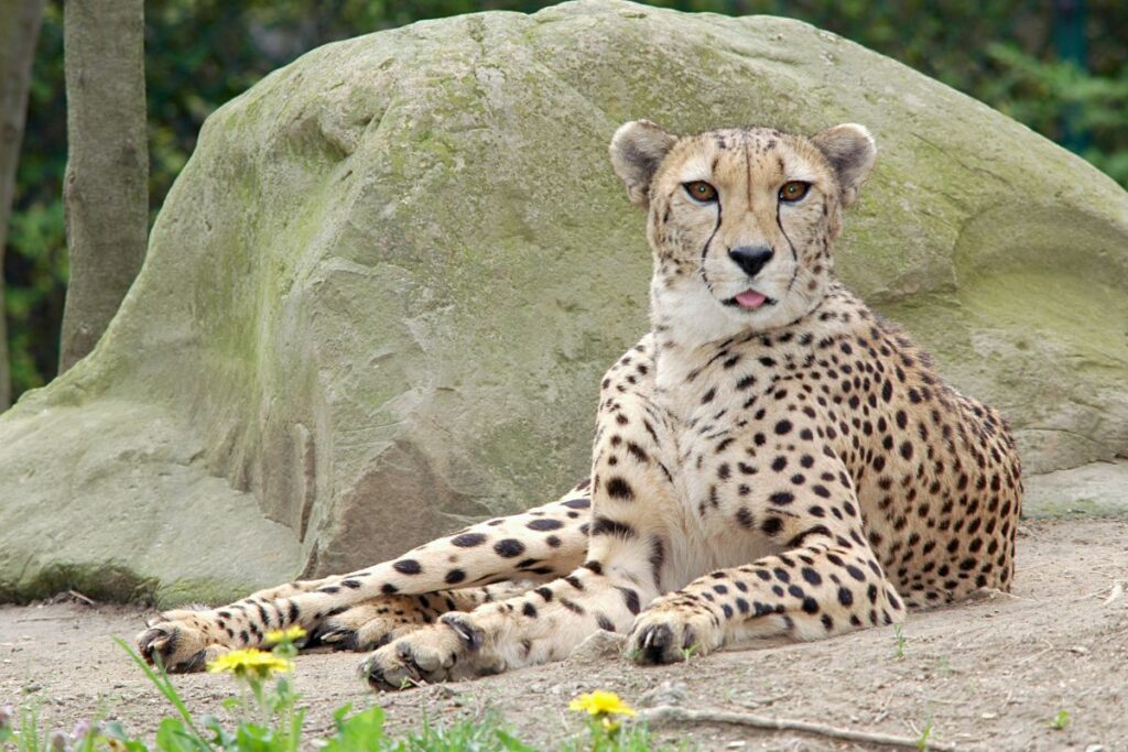 Cheeta in Chester Zoo