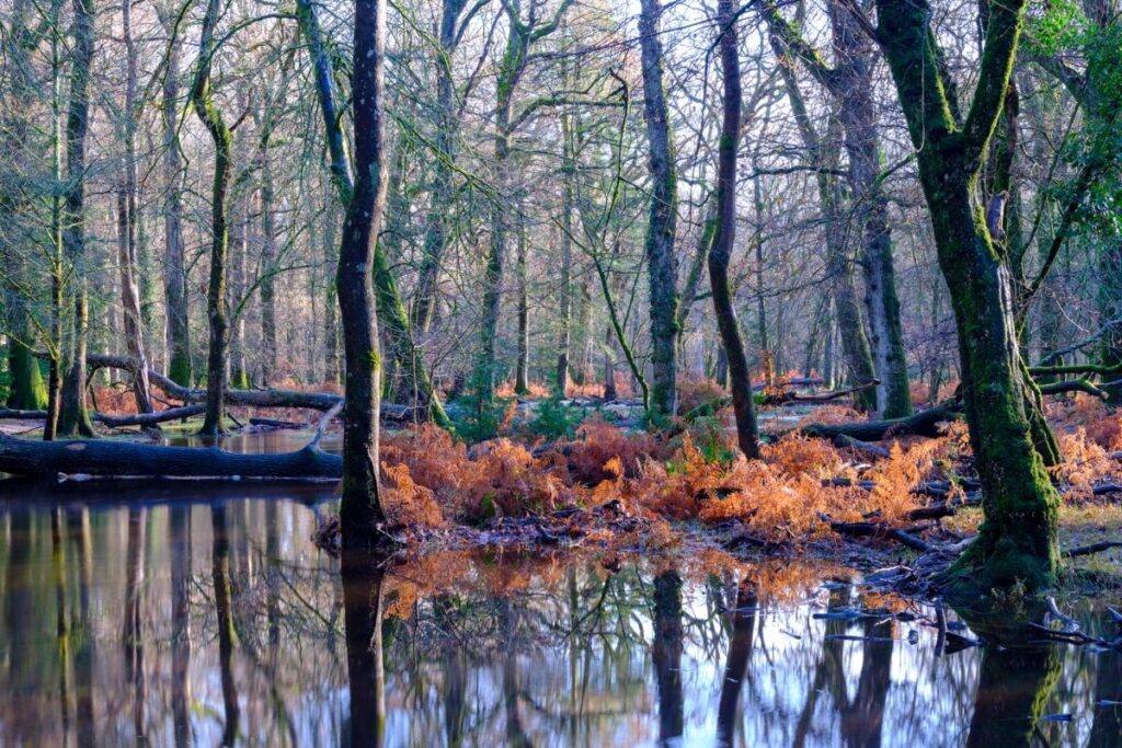 New Forest Water Park