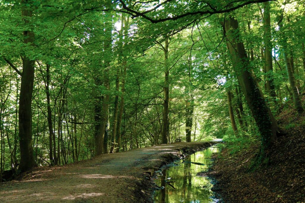 Skipton Woods