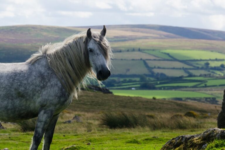 Wilde Dartmoor Pony