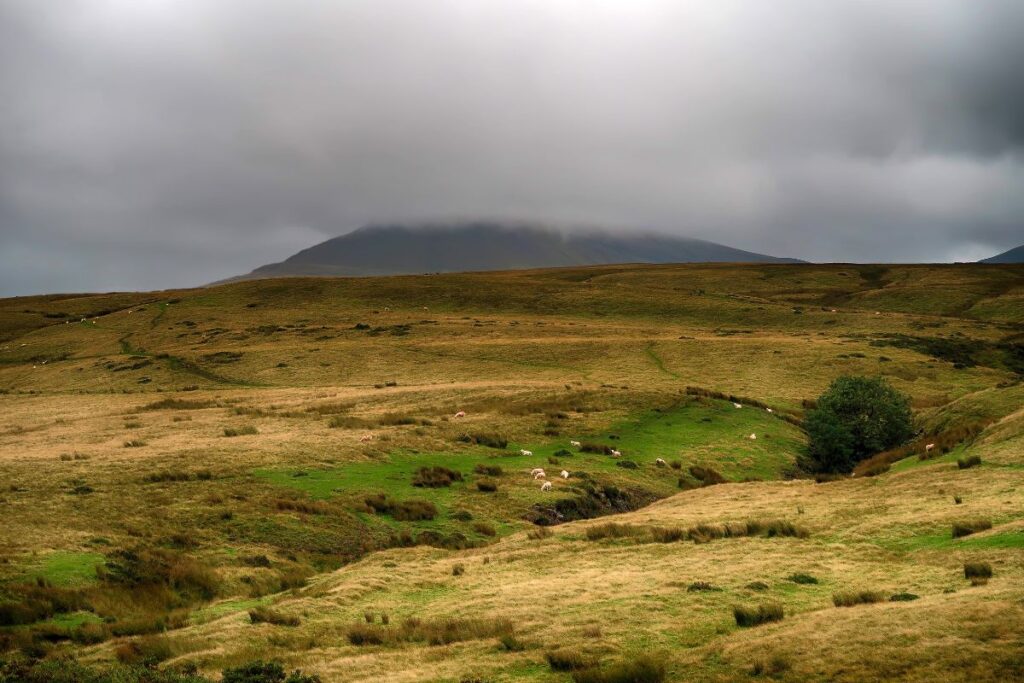 The Moorland landschap