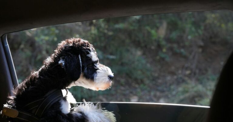 Hond mee naar Engeland